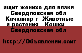 ищит жениха для вязки - Свердловская обл., Качканар г. Животные и растения » Кошки   . Свердловская обл.